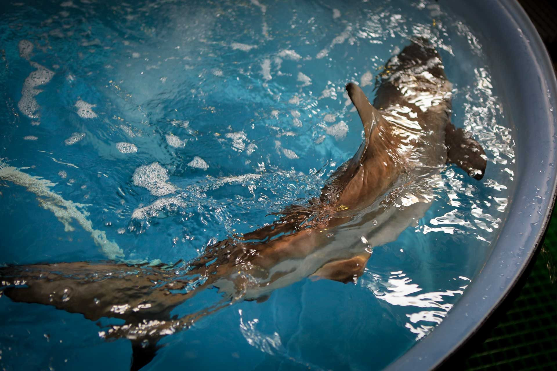 Стало известно, за счет чего Приморский Океанариум становится популярным