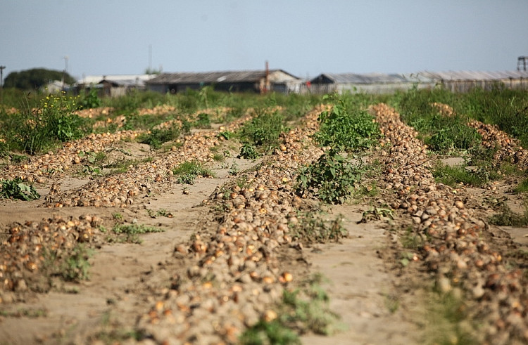 Пострадавшим от Лайонрока приморским аграриям скрашивают боль потерь деньгами