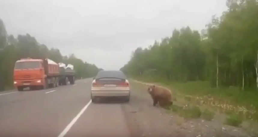Очаровательный медведь вышел к людям на Камчатке (видео)