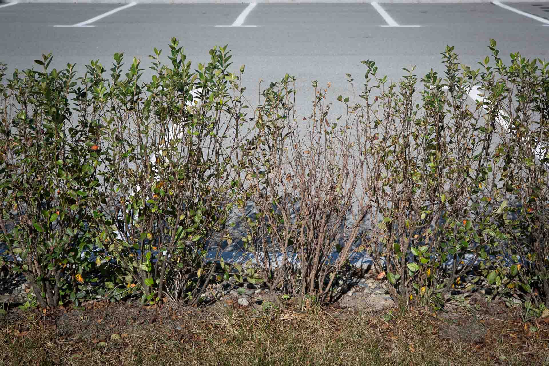 Растения на территории Приморского океанариума могут исчезнуть