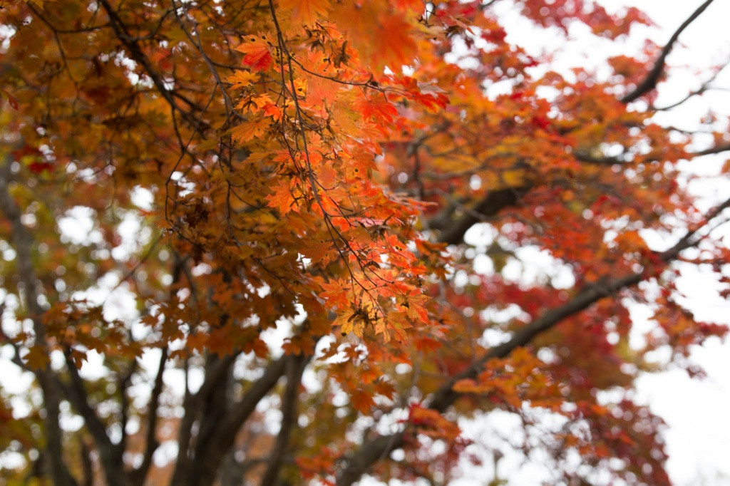 Первые заморозки ударят по приморью грядущей ночью