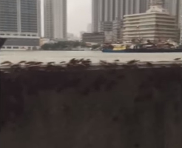 500 тысяч пользователей соцсетей уже взбудоражило это видео (видео)