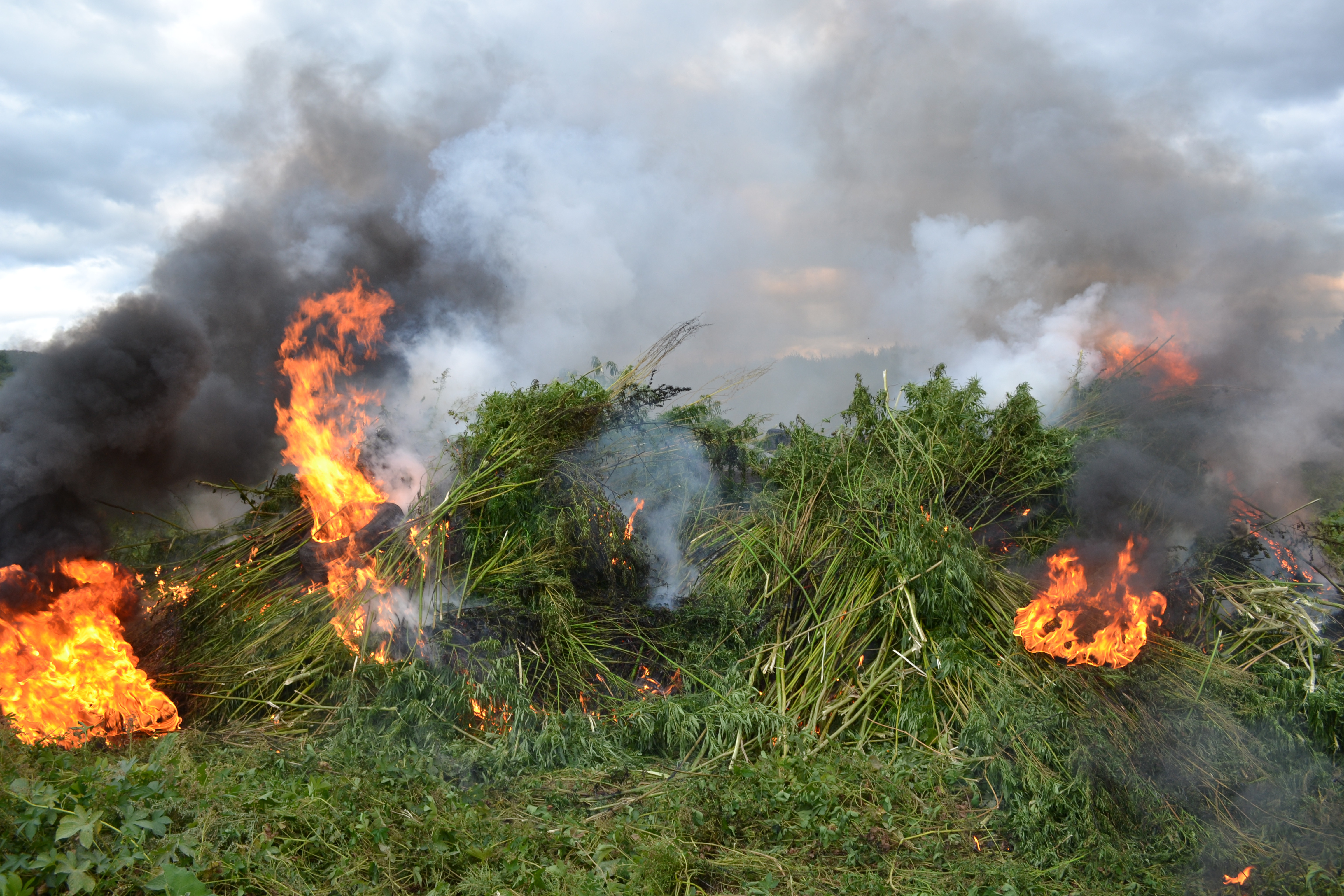 Нещадно жгут коноплю в Приморье