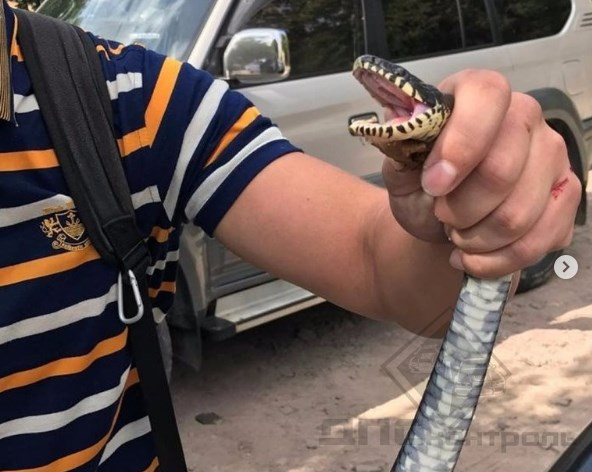 Змея под легковушкой напугала жителей Владивостока