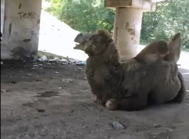 В соцсетях разгорелись споры: чьи верблюды гуляют в Приморье