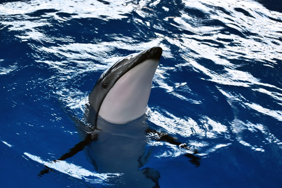 В Приморском океанариуме наступил праздник