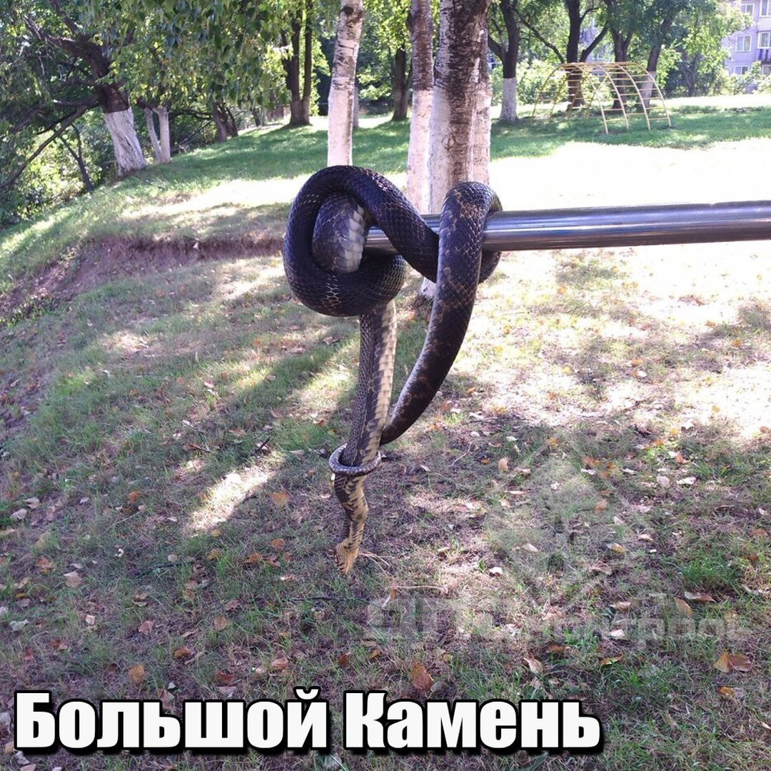 Змея «занялась спортом» в Приморье (фото)