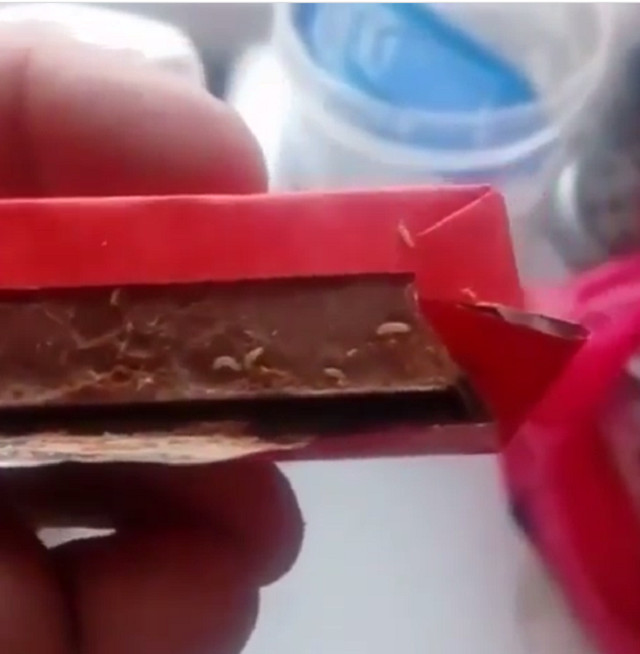 Киндер с живым сюрпризом купили ребенку на Камчатке