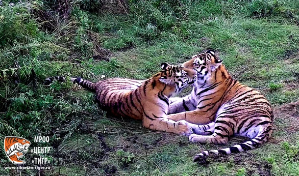 Дружба тигров в Приморье умиляет ее наблюдателей