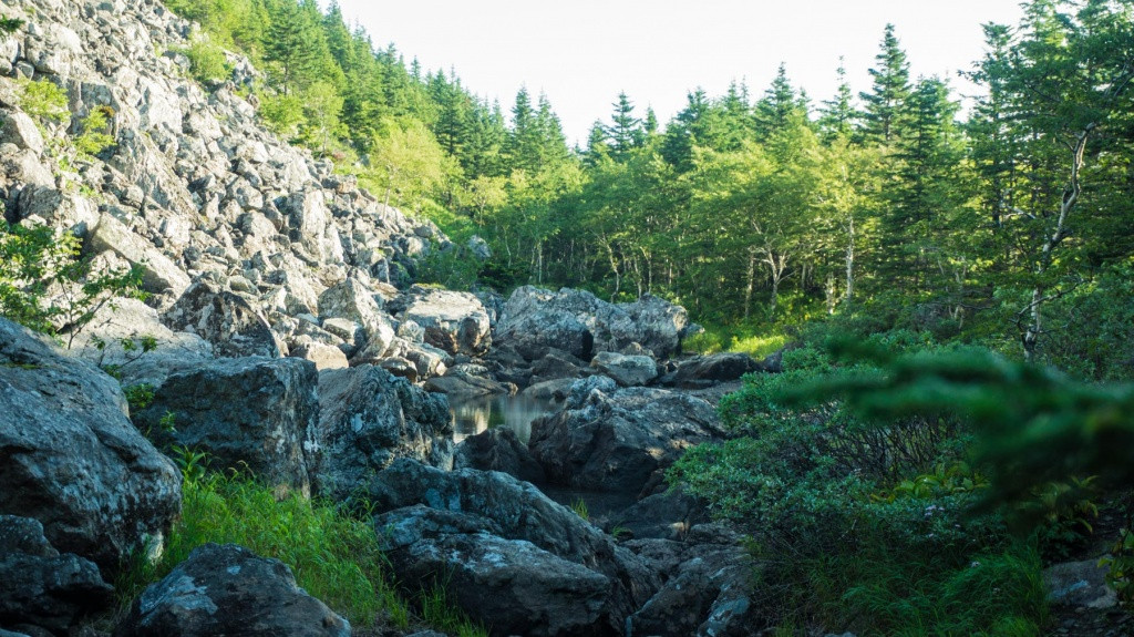 Приморских грибников предостерегают от халатности