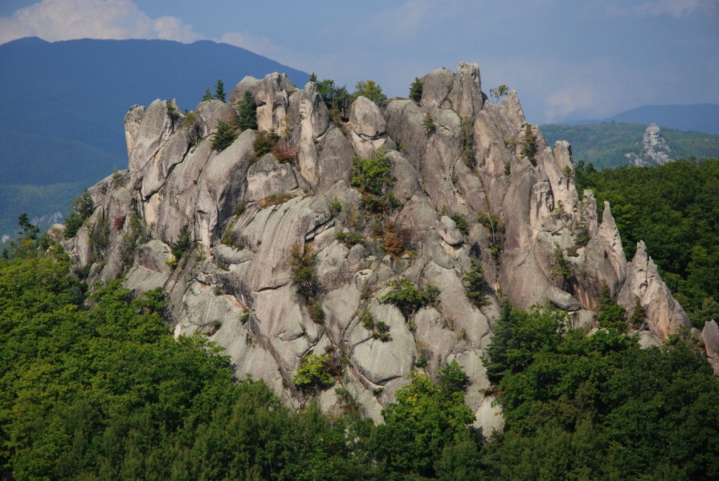 Дикую природу Дальнего Востока договорились охранять на ВЭФ