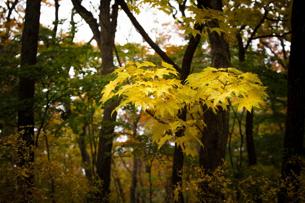 Приморцев учат правильно вести себя в лесу