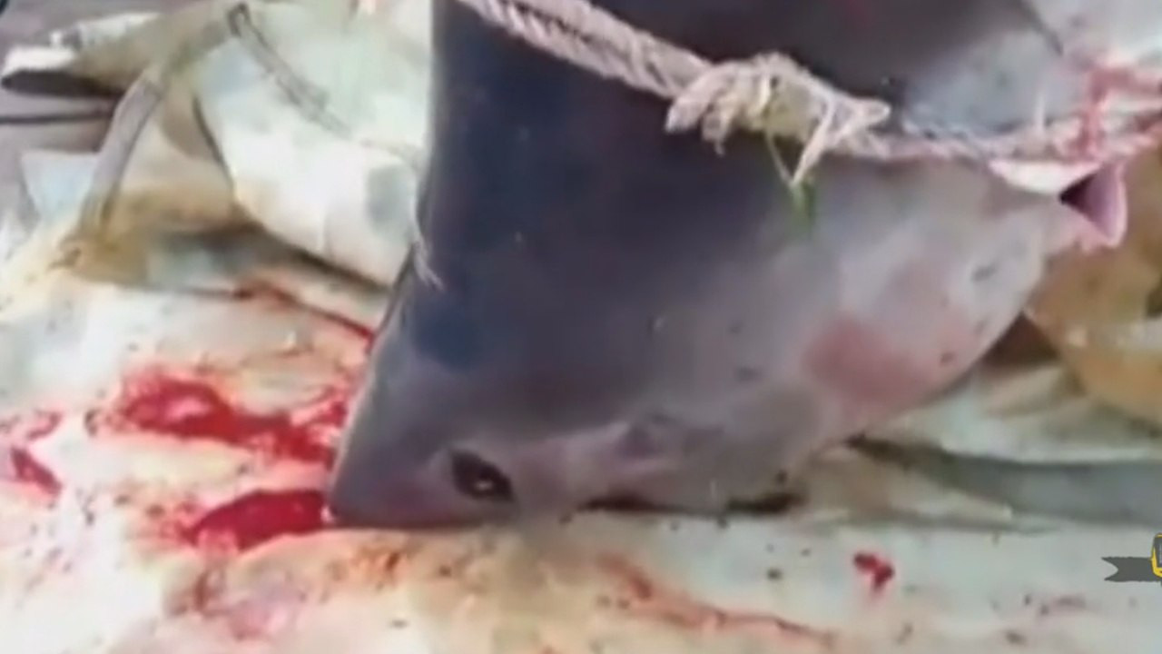 Морского монстра выловили в Приморье (видео)