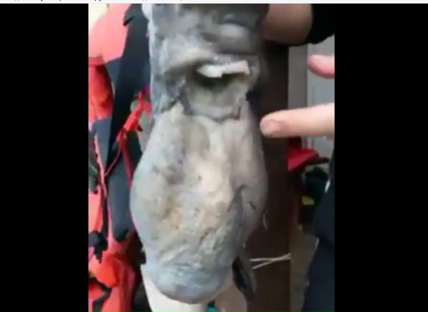 Жуткий улов встревожил приморских рыбаков (видео)