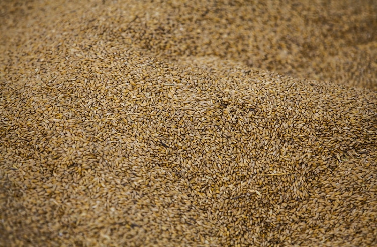 Аграрии Приморья намолотили зерна