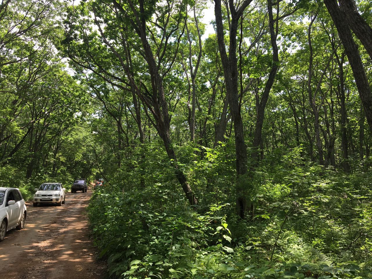 На Русском острове в шалаше обнаружен труп