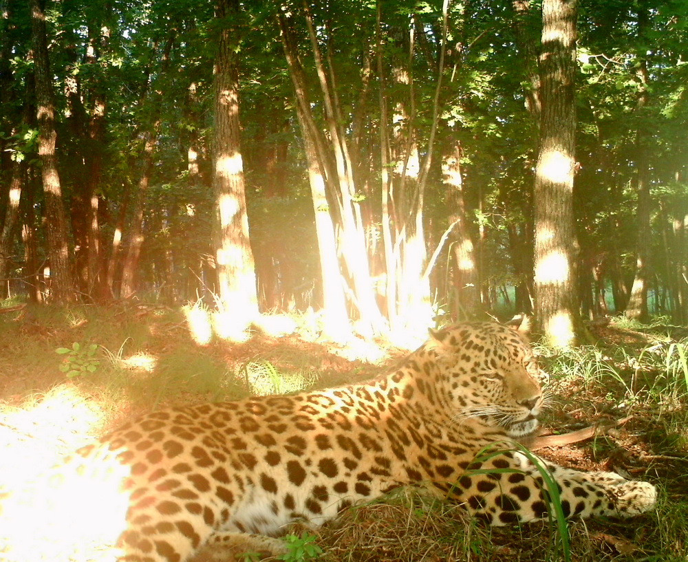 Современные условия созданы для охраны редких кошек в Приморье