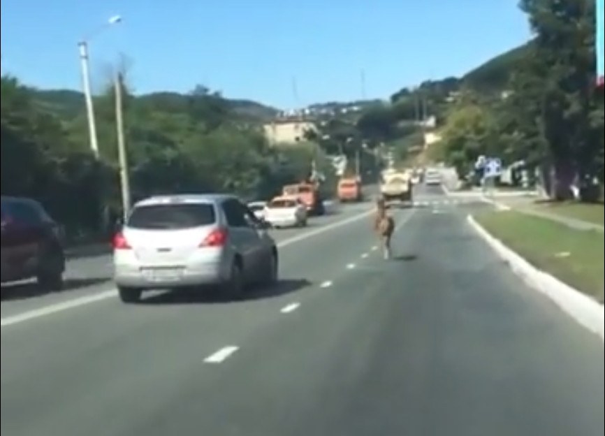 На трассе в Приморье заметили испуганного жеребенка (видео)