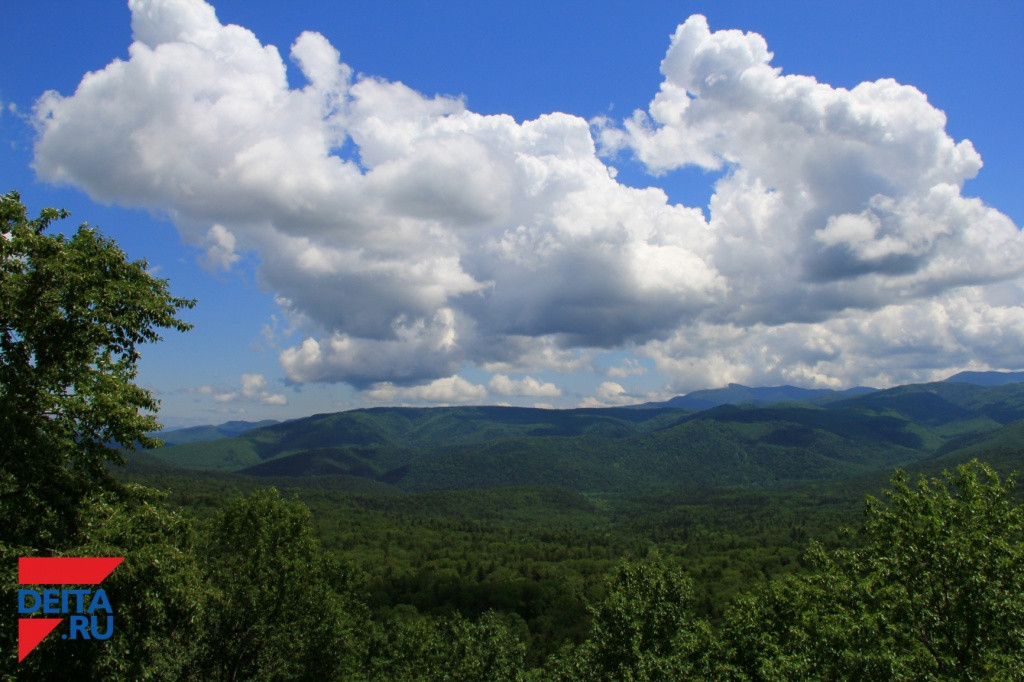 Заблудившегося мужчину ищут в лесах Приморья