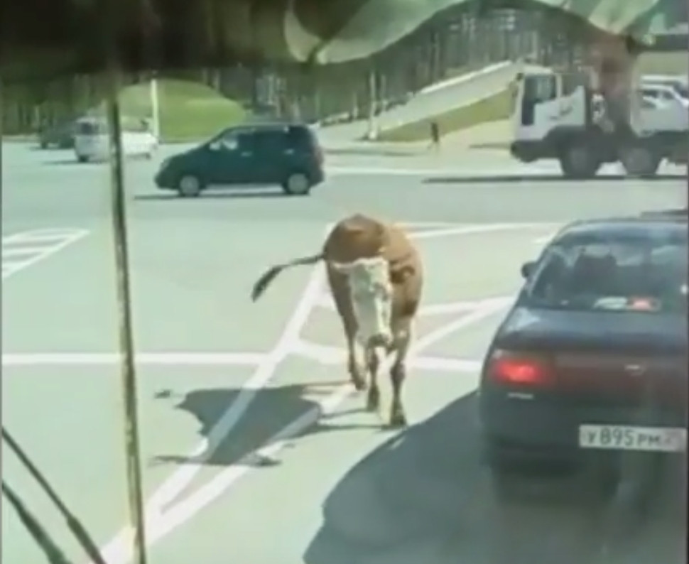 Корова пасется на автотрассе в Приморье (видео)