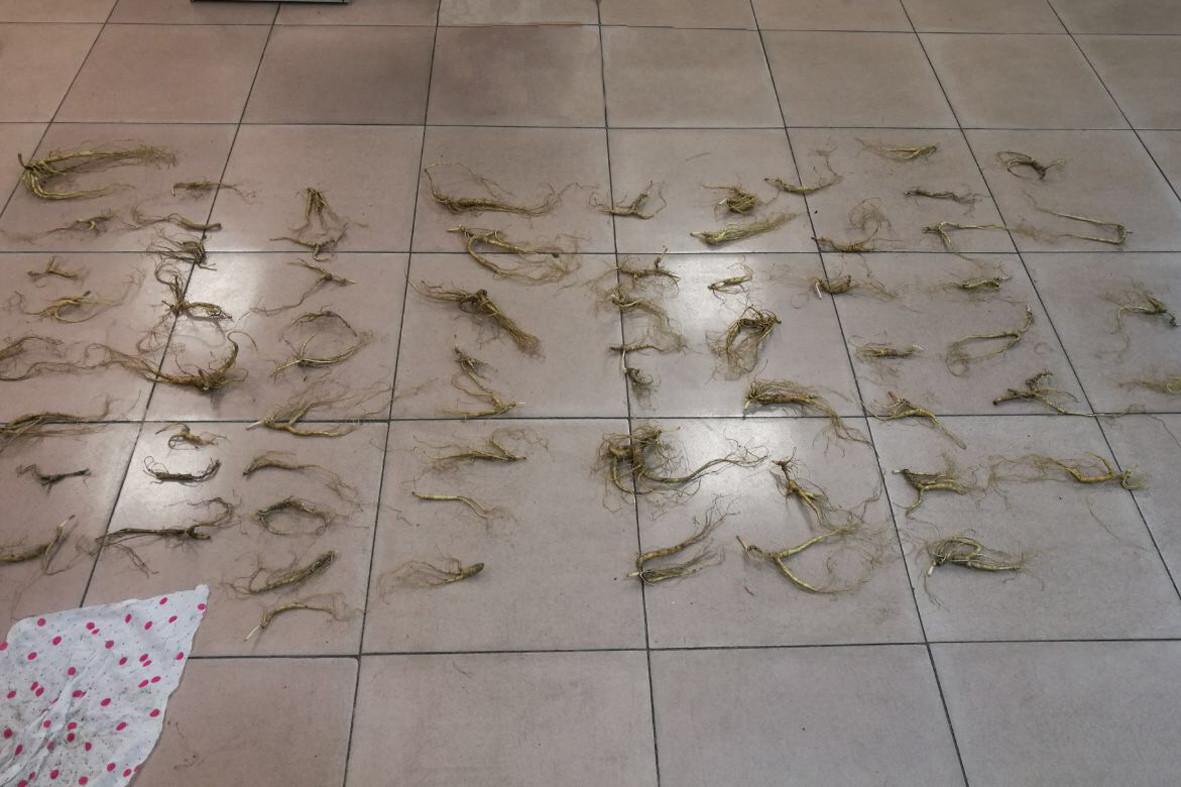 Дикоросы Приморья могут спасти, а могут и сгубить