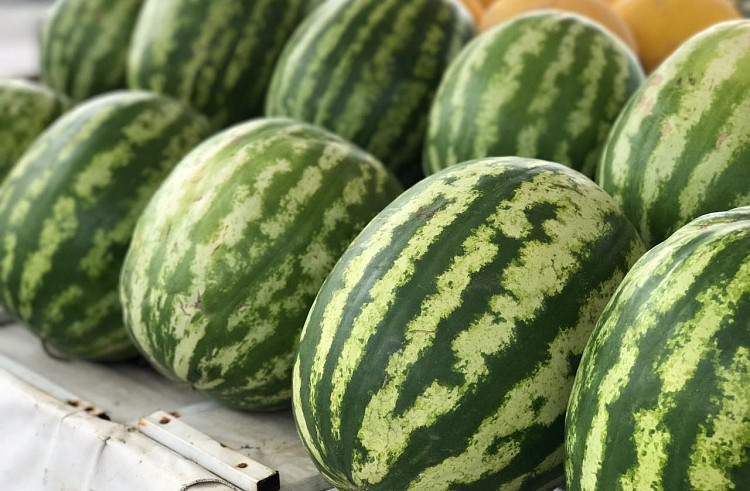 Приморье прирастает арбузами