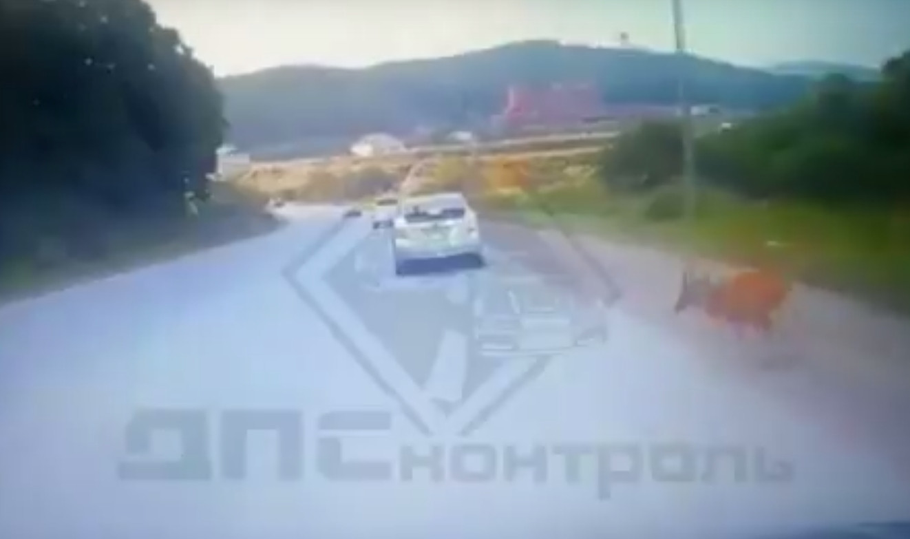 Выбежавшая на трассу косуля напугала водителя в Приморье