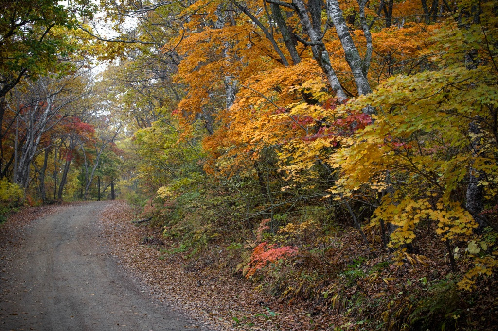 В Приморье школьник пострадал во время сбора шишек в лесу