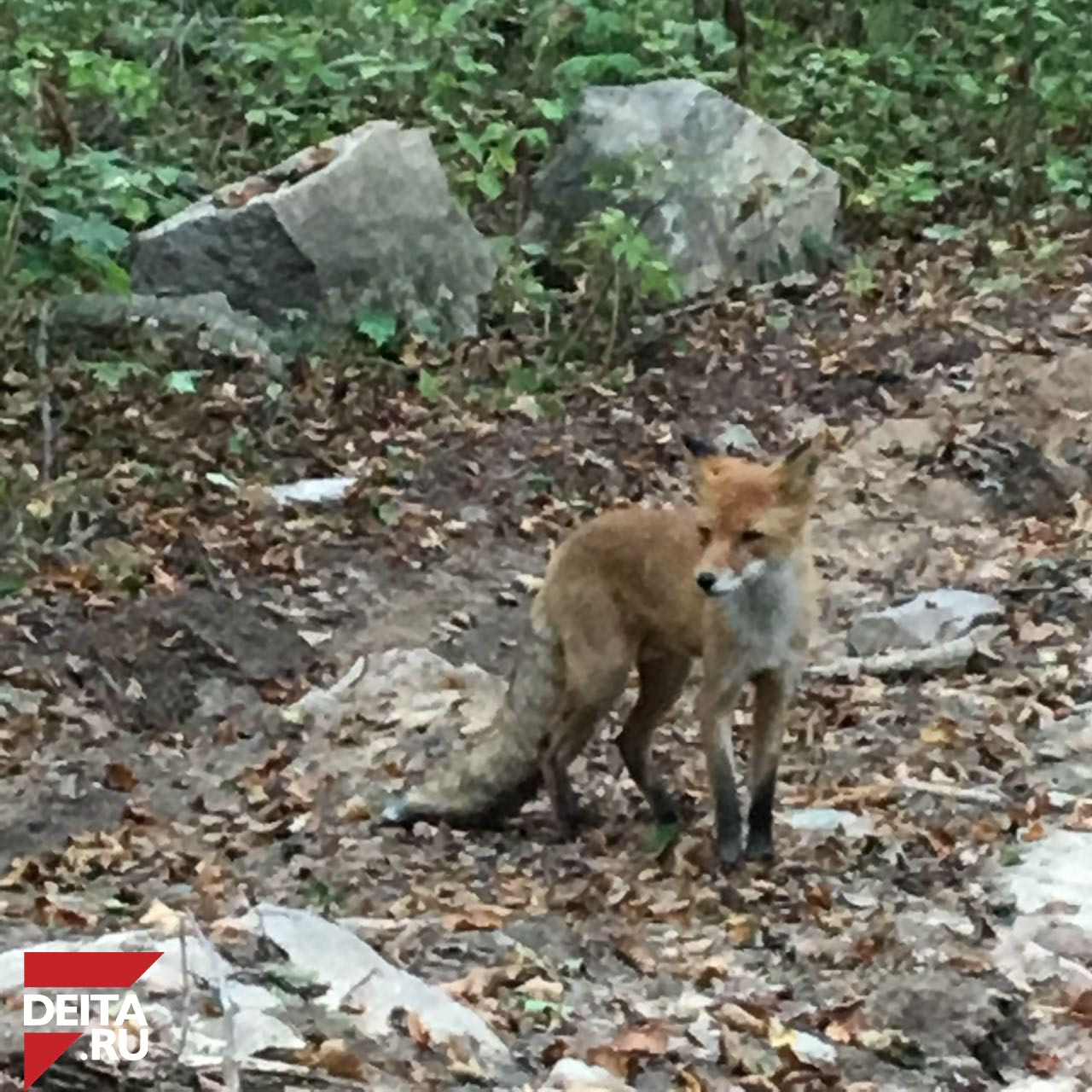 Лисы грустят на Русском острове (фото)