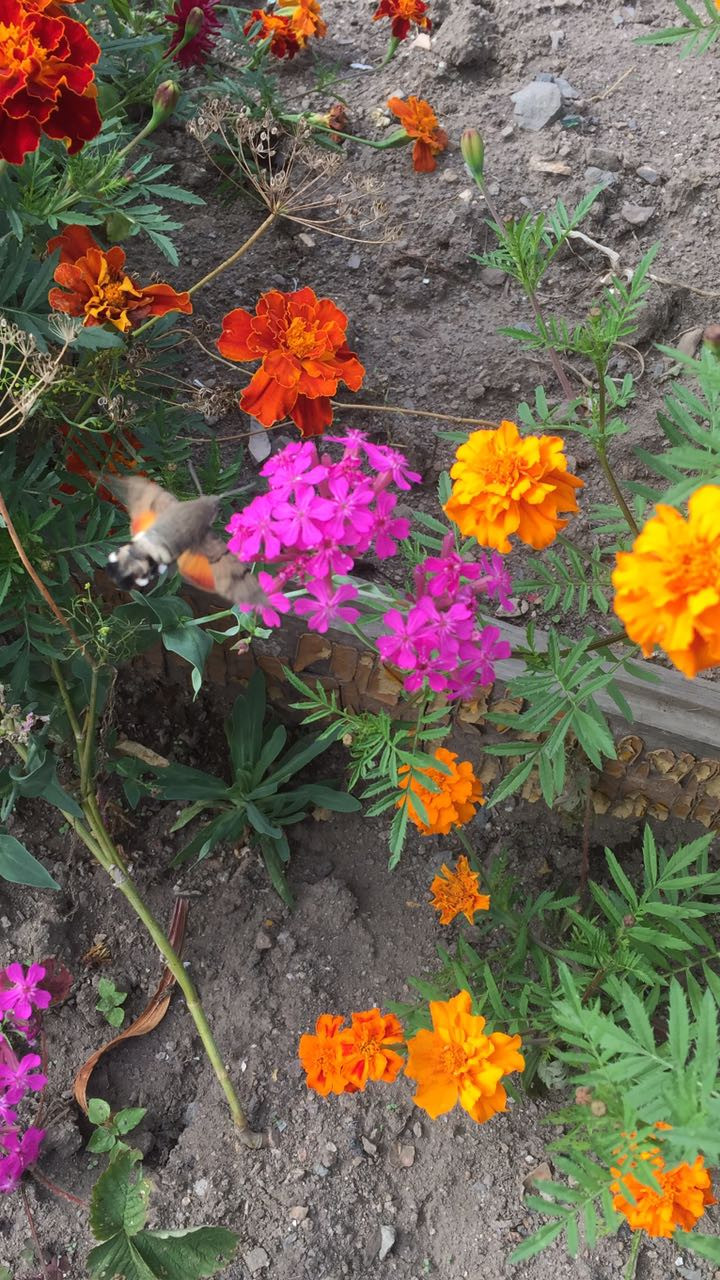 Красивый НЛО озадачил приморцев (видео)