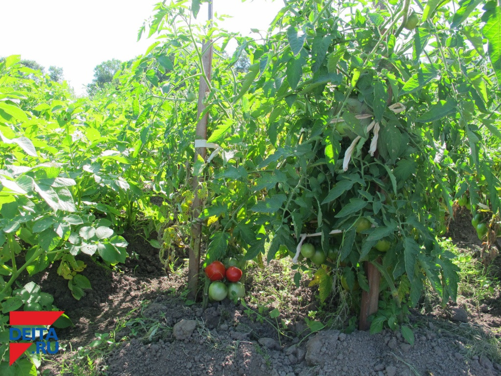 Уникальный для крайнего севера проект появится на Дальнем Востоке