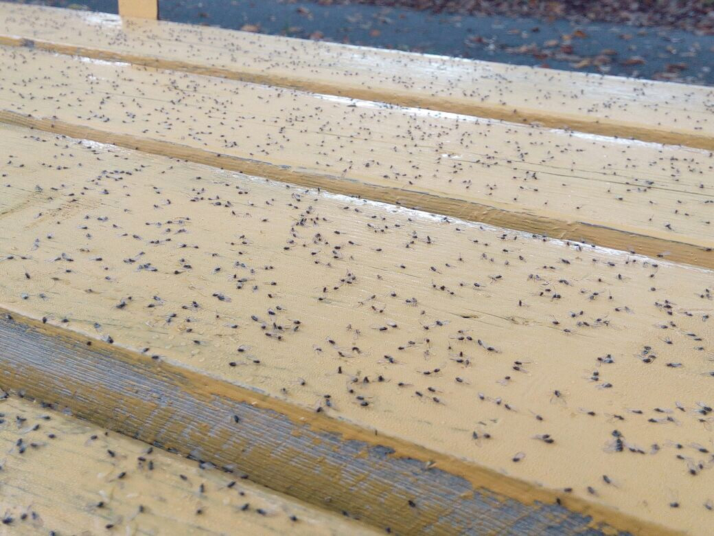 В Приморье - нашествие любящей яркое мошкары