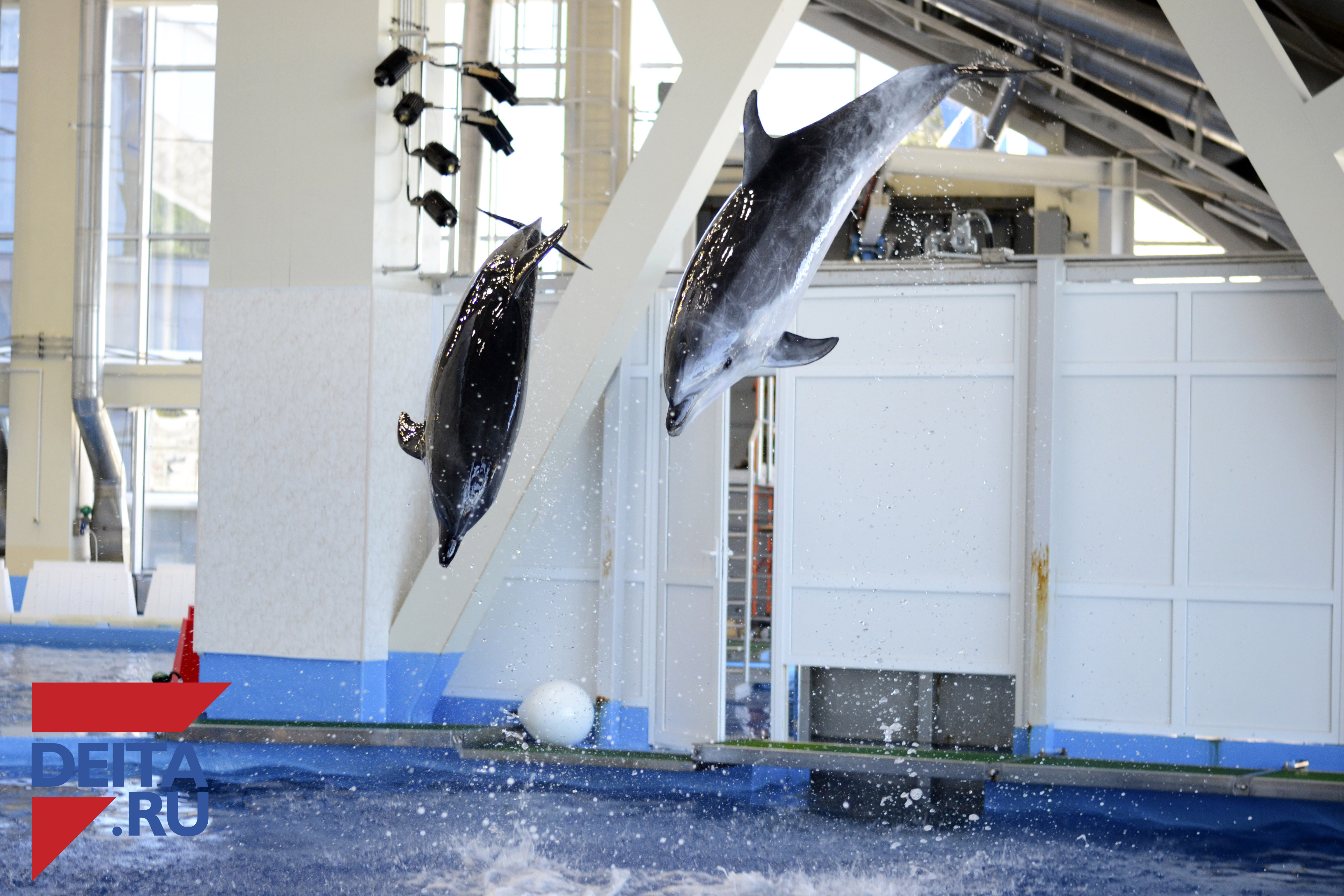 Система продажи билетов изменилась в Приморском океанариуме