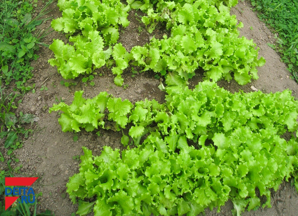 Опасных насекомых пытались ввезти в Приморье в зеленом салате