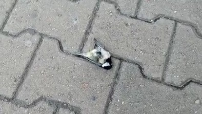 Специалист объяснил, почему птицы массово гибнут в Хабаровске (видео)