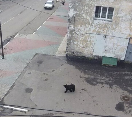 Медведя отстрелили на улице дальневосточного города
