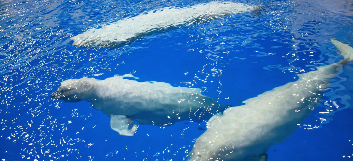 Следователи проверяют Приморский океанариум по факту гибели белухи