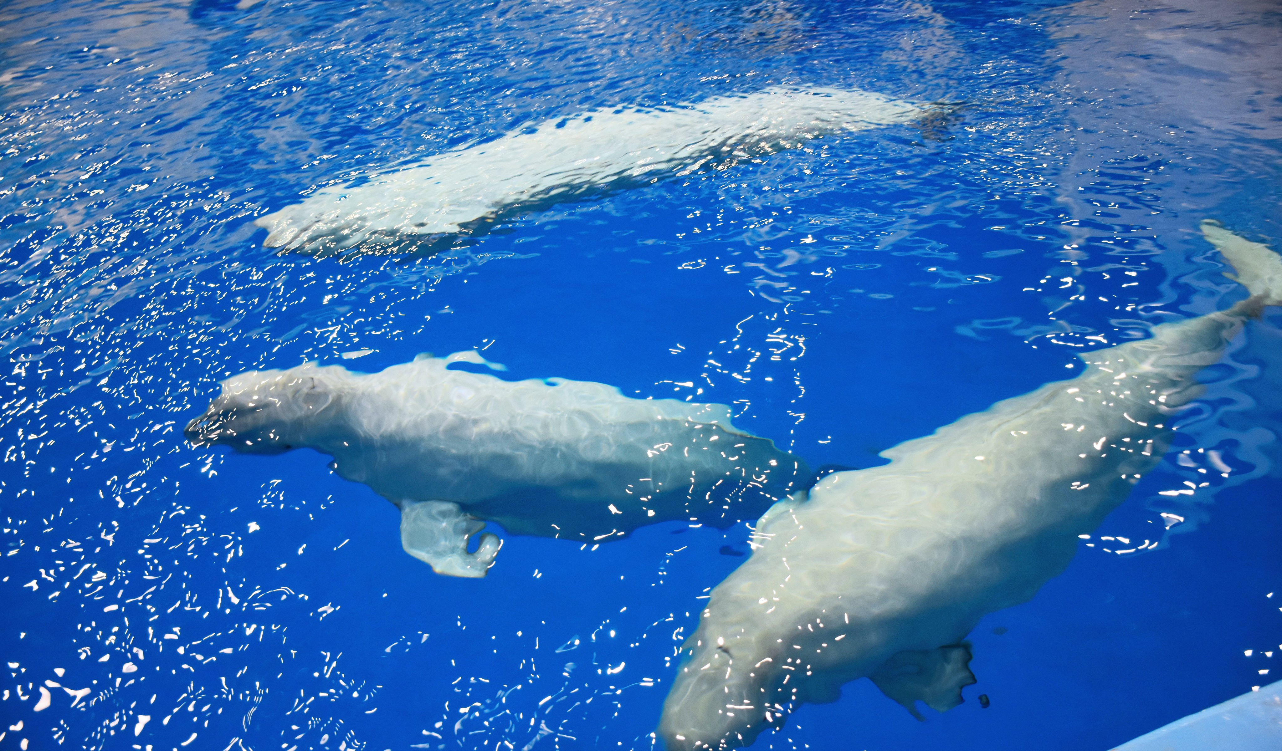 История с гибелью белухи в Приморском океанариуме получила продолжение