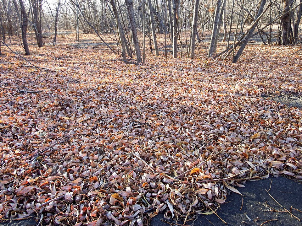 Заморозки ударят по Хабаровскому краю грядущей ночью