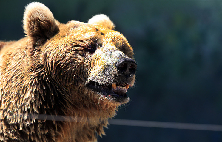 Медведь на территории школы переполошил жителей села