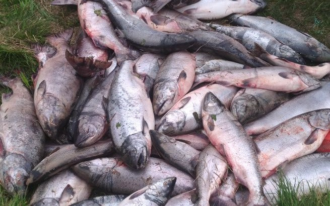 Опасная рыба не попадет на прилавки Приморья