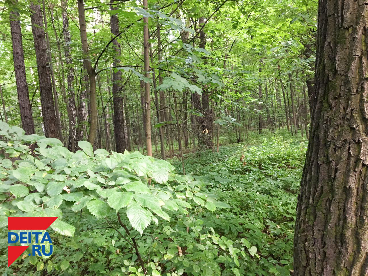 Мужчина ушел за грибами и не вернулся на Дальнем Востоке