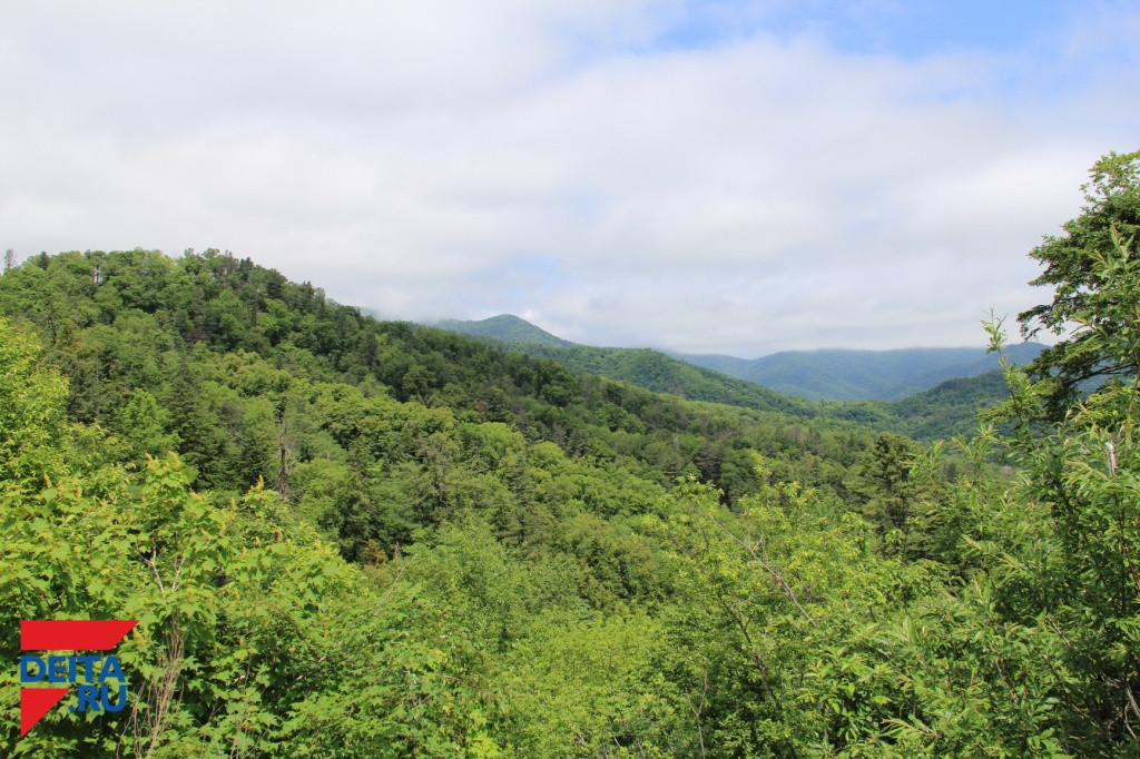 Владивостокцы могут спасти леса от застройки