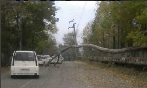 Упавшее на провода дерево перекрыло дорогу в Приморье (фото)