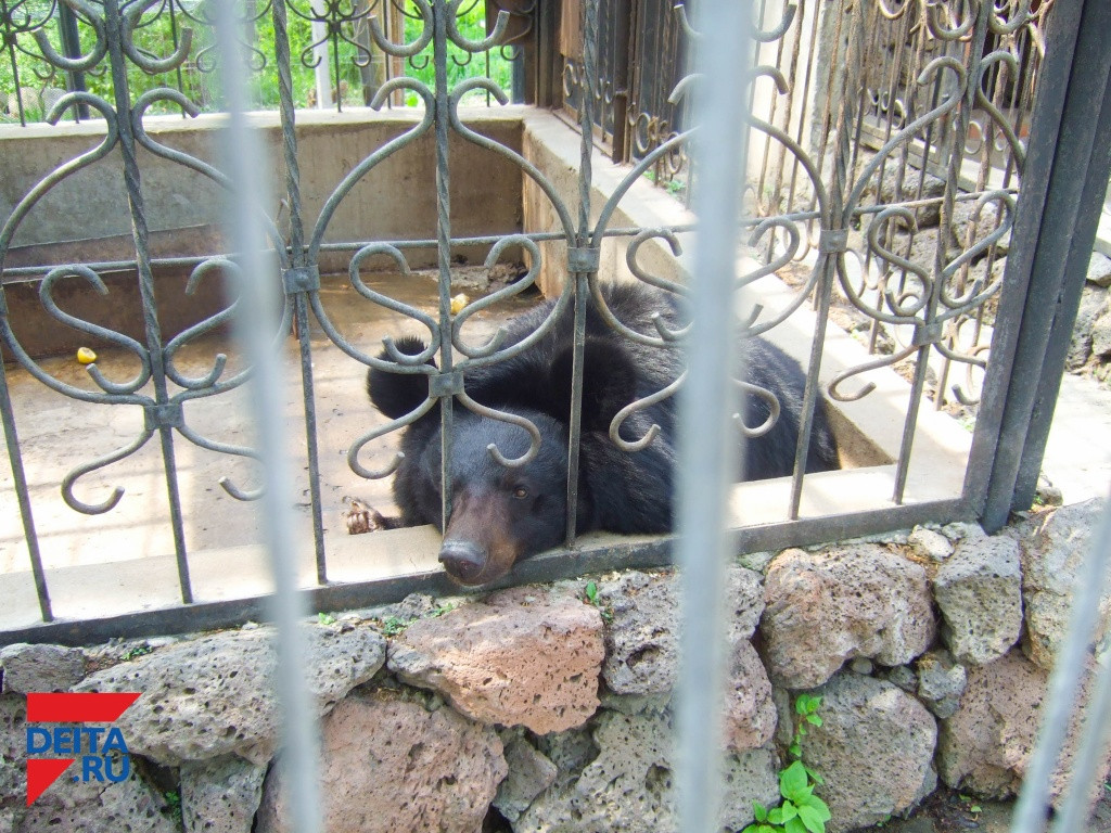 Жителей дальневосточного города просят не выходить на улицу из-за медведя