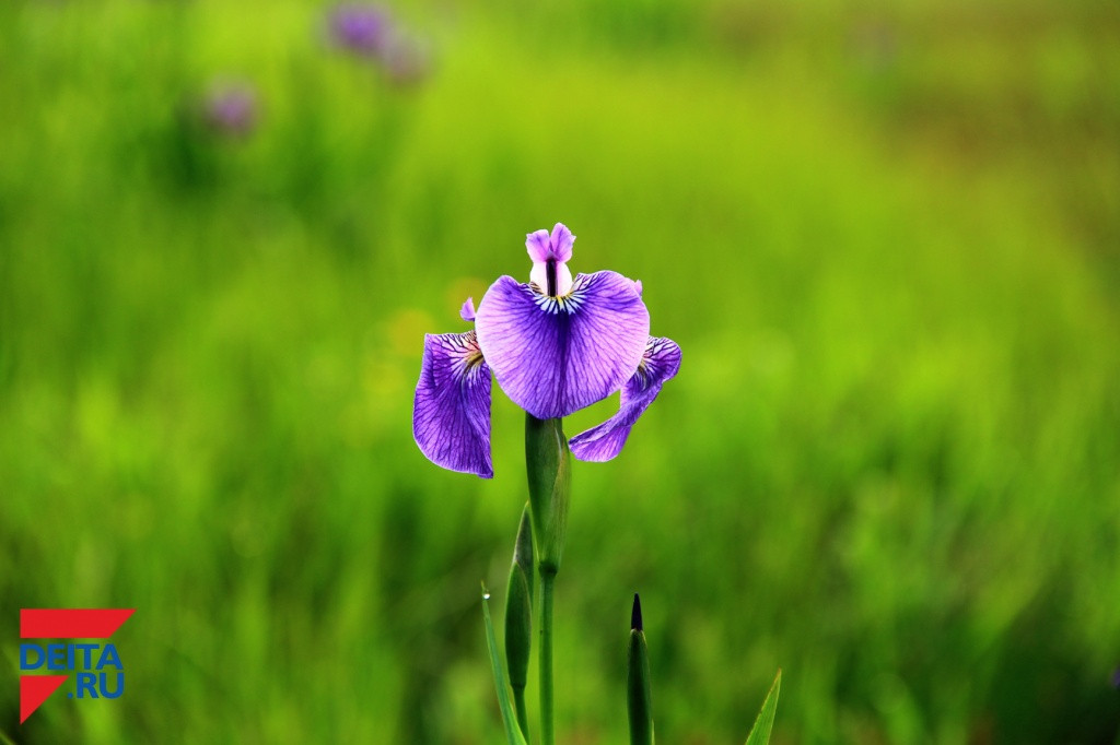 Приморский нацпарк может попасть в список всемирного наследия ЮНЕСКО