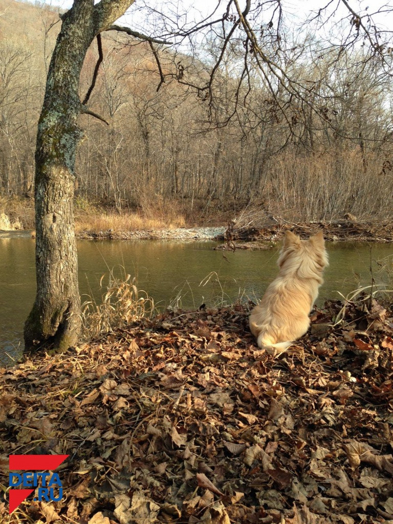 Собака стала причиной ссоры соседей