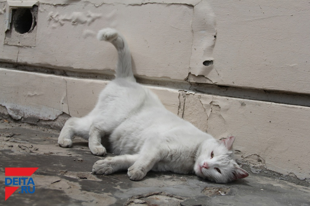 Названы 20 неизвестных увлекательных фактов о кошках