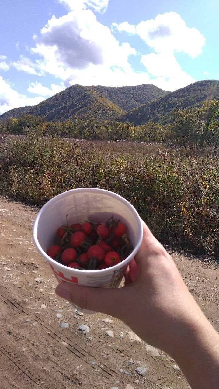 Чудесное  спасение сборщицы дикоросов состоялось в Приморье