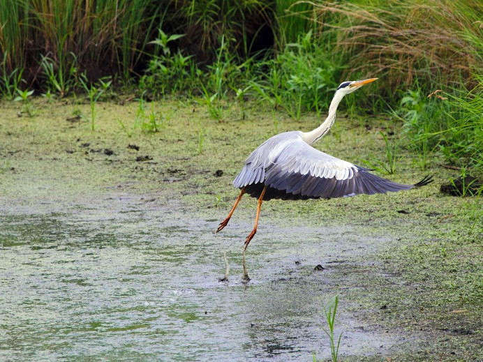 Приморский заповедник присоединился к всемирной акции
